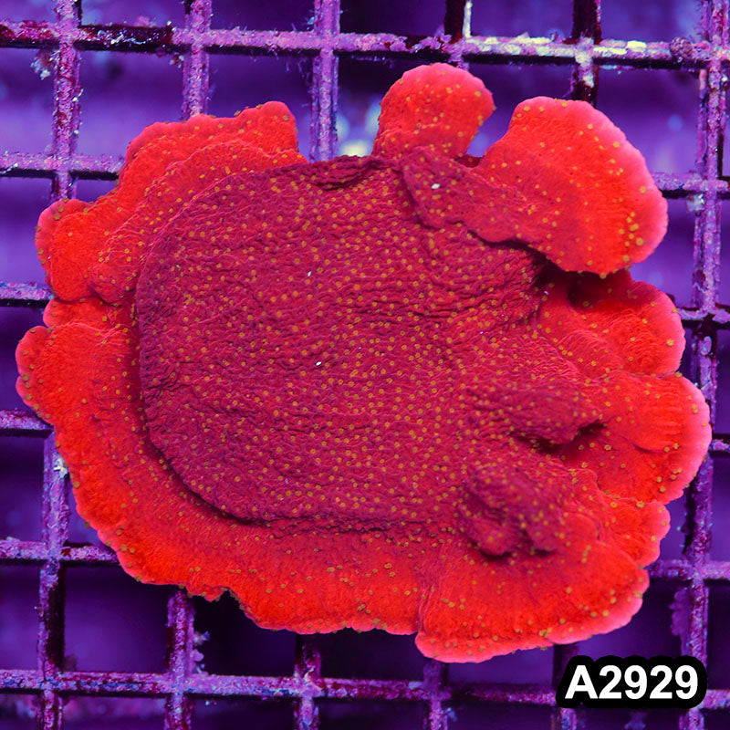 Item#A2929IN2929(M) WYSIWYG Indo Red Cap Montipora Colony with Yellow Polyps