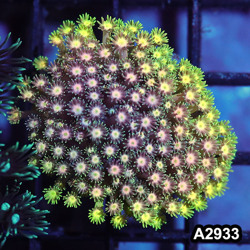 Item#A2933IN2933(S) WYSIWYG Indo Indo Rainbow Goniopora