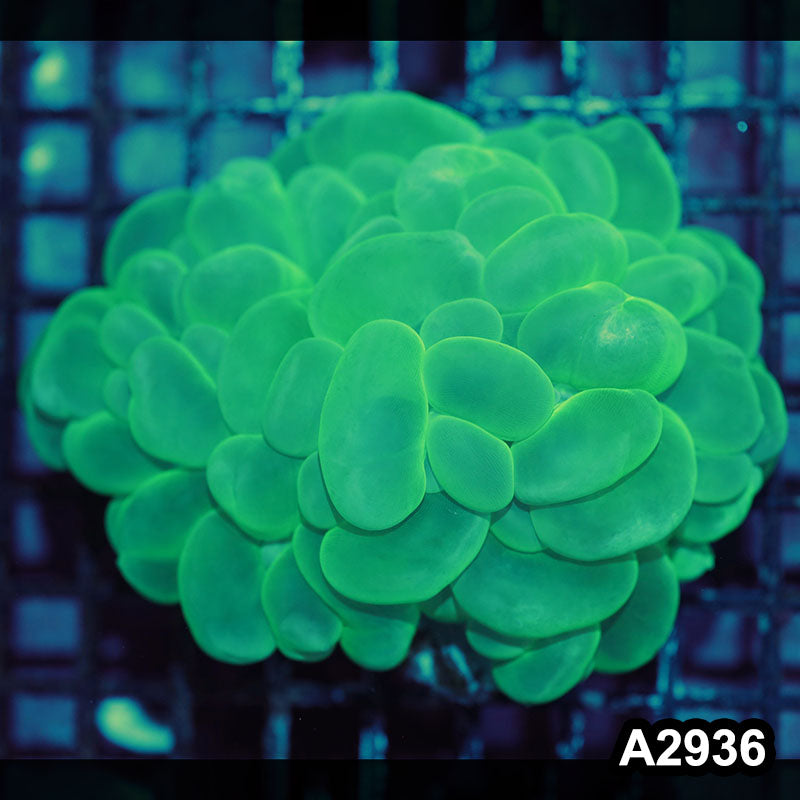 Item#A2936IN2936(M) WYSIWYG Indo Ultra Bubble Coral