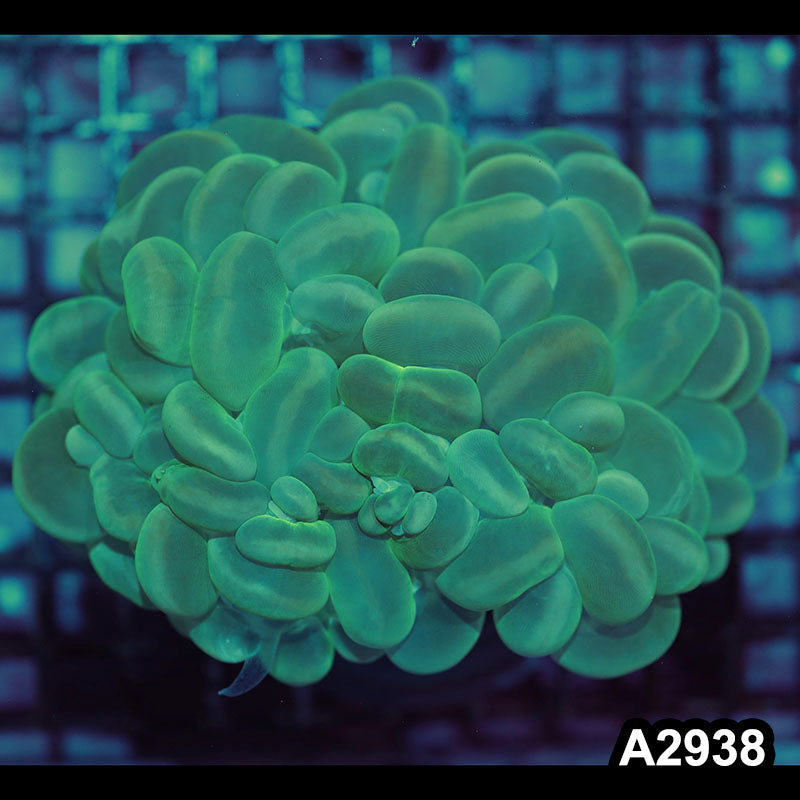 Item#A2938IN2938(L) WYSIWYG Indo Ultra Cat Eye Bubble Coral