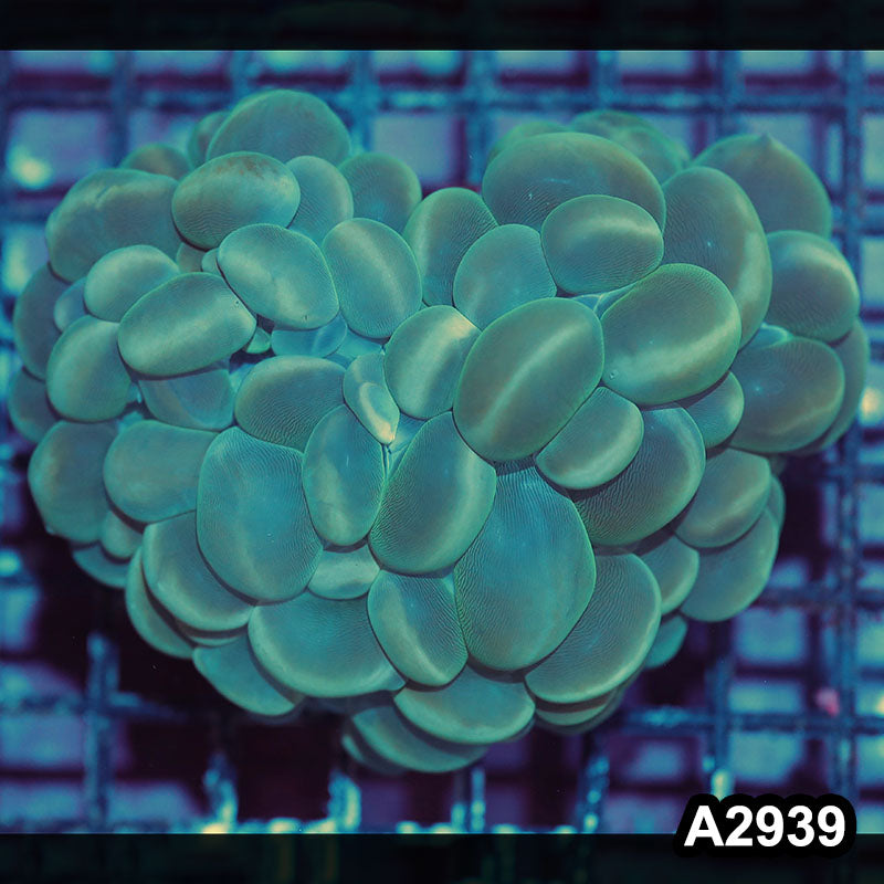Item#A2939IN29397(M) WYSIWYG Indo Ultra Cat Eye Bubble Coral