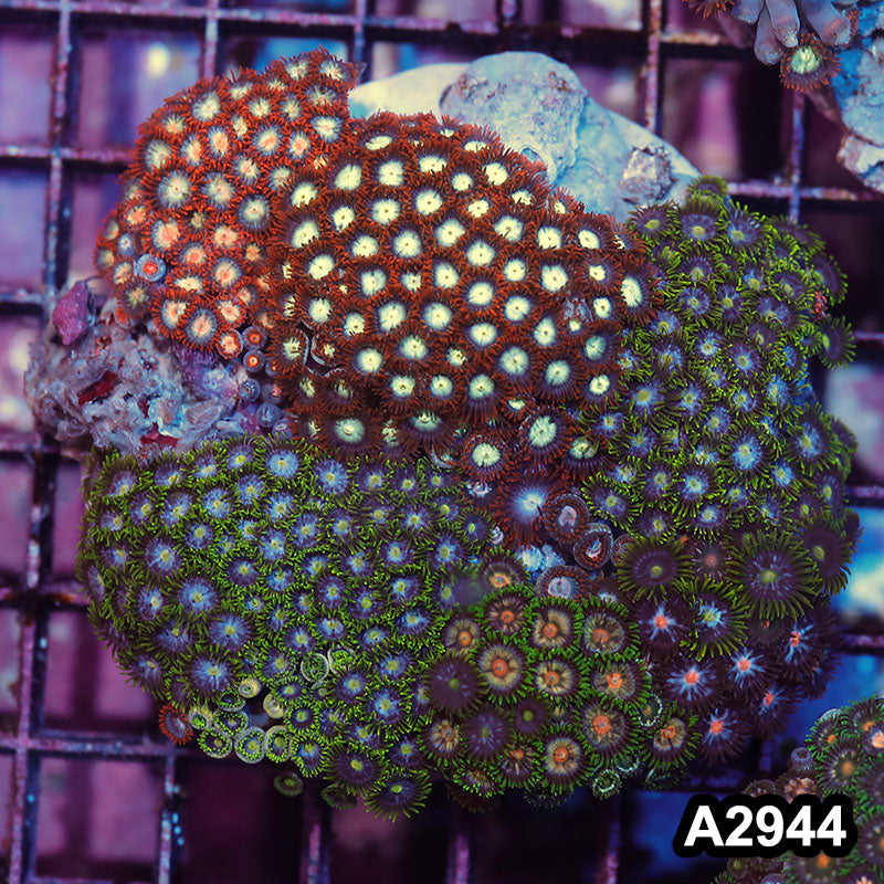 Item#A2944IN2944(M) WYSIWYG Indo Zoanthid Combo