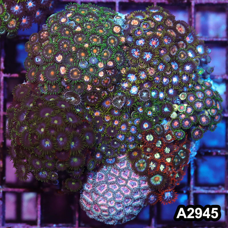 Item#A2945IN2945(M) WYSIWYG Indo Zoanthid Combo