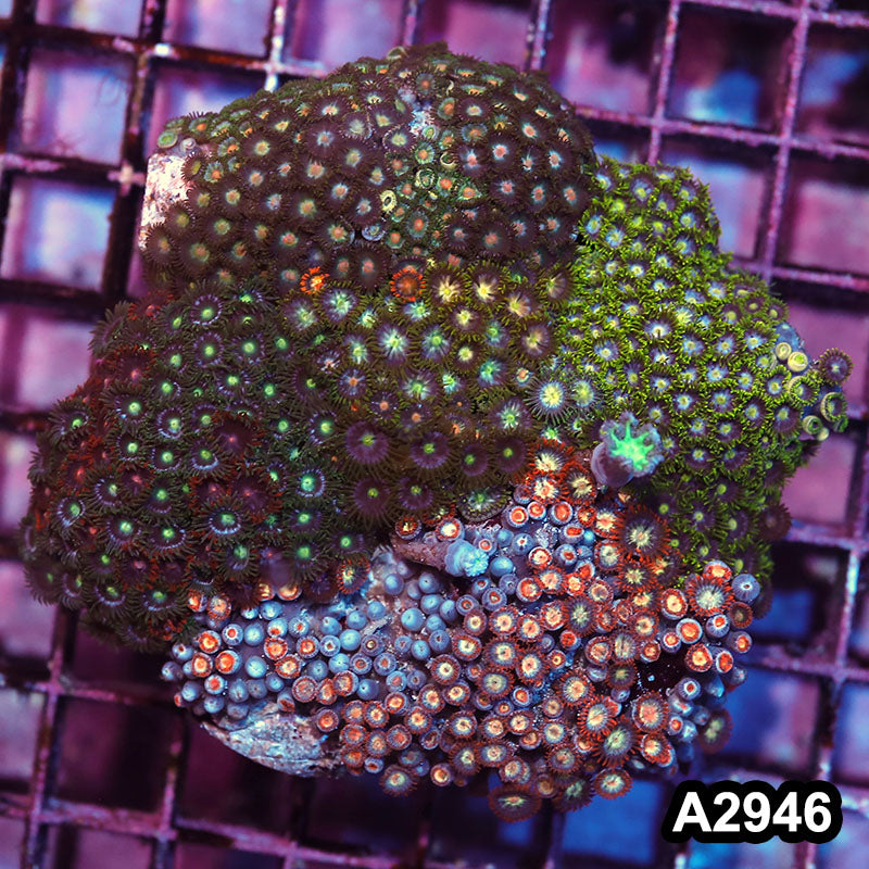 Item#A2946IN2946(M) WYSIWYG Indo Zoanthid Combo