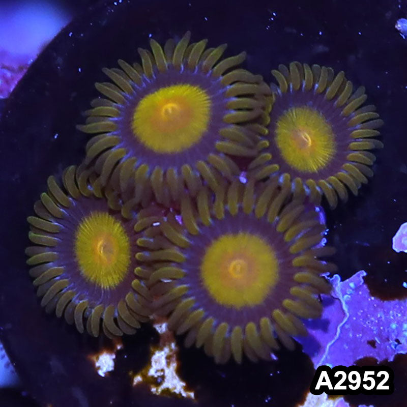 Item#A2952IN952(S) WYSIWYG King Midas Zoanthid Frag