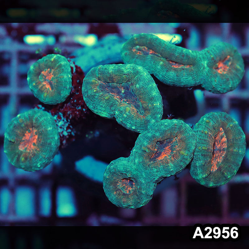 Item#A2956IN2956(M) WYSIWYG Indo Ultra Branching Lobophyllia Colony