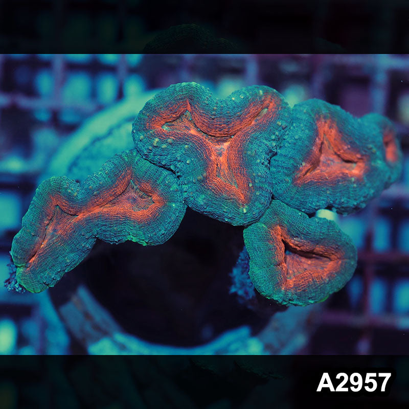 Item#A2957IN2957(M) WYSIWYG Indo Ultra Branching Lobophyllia Colony