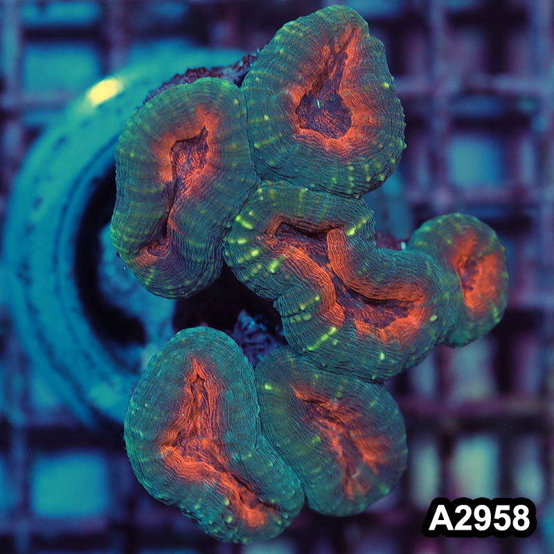 Item#A2958IN2958(M) WYSIWYG Indo Ultra Branching Lobophyllia Colony