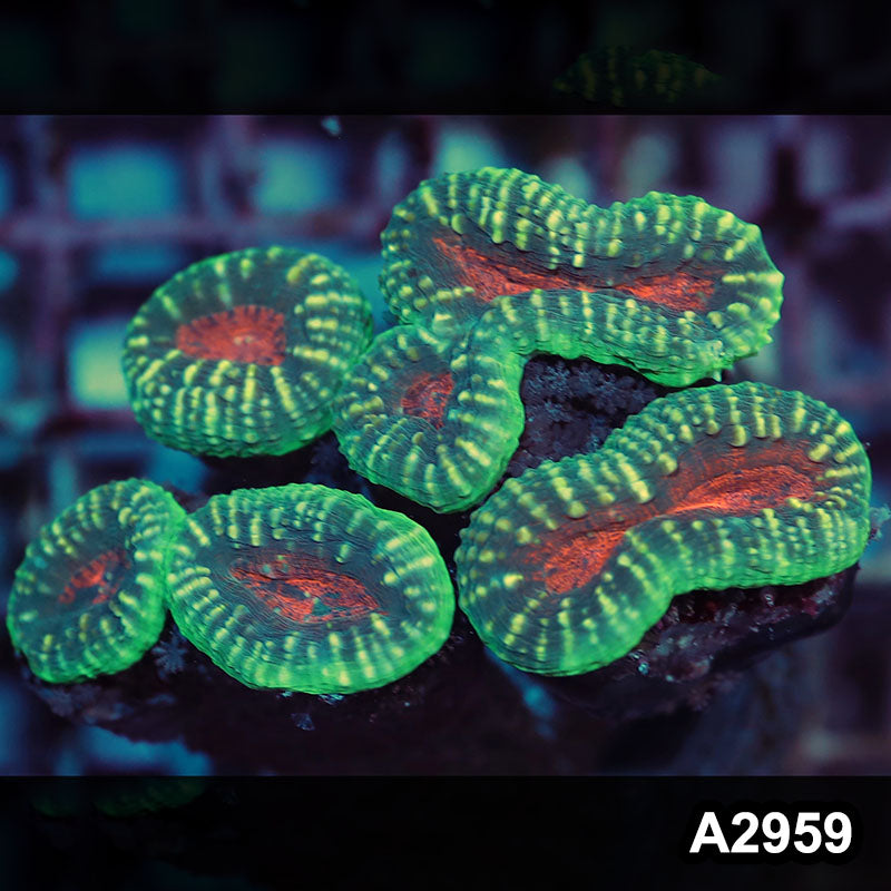 Item#A2959IN2959(M) WYSIWYG Indo Ultra Branching Lobophyllia Colony