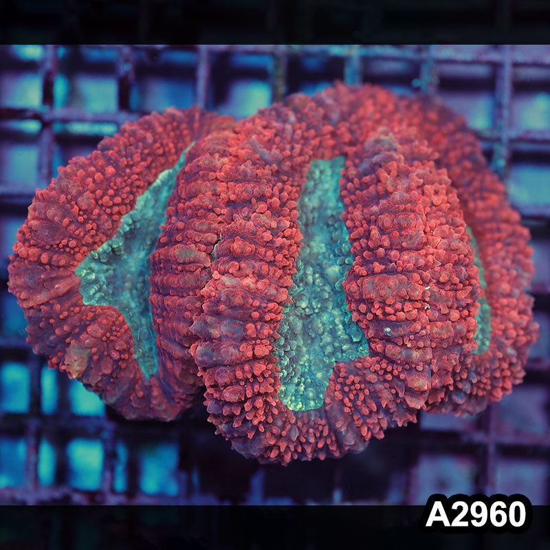 Item#A2960IN2960(M) WYSIWYG Indo Ultra Unique Symphyllia Colony