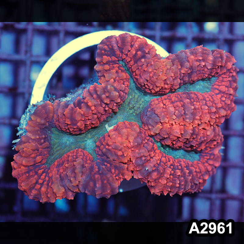 Item#A2961IN2961(M) WYSIWYG Indo Ultra Unique Symphyllia Colony