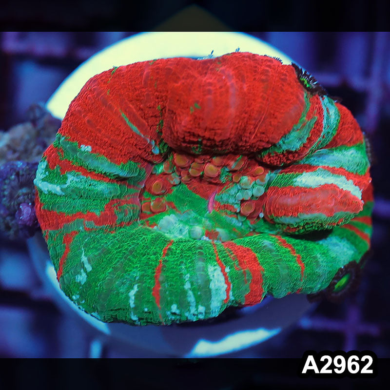 Item#A2962IN2962(S) WYSIWYG Aussie Ultra Unique Scolymia
