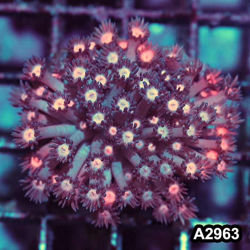 Item#A2963IN2963(S) WYSIWYG Indo Rainbow Goniopora