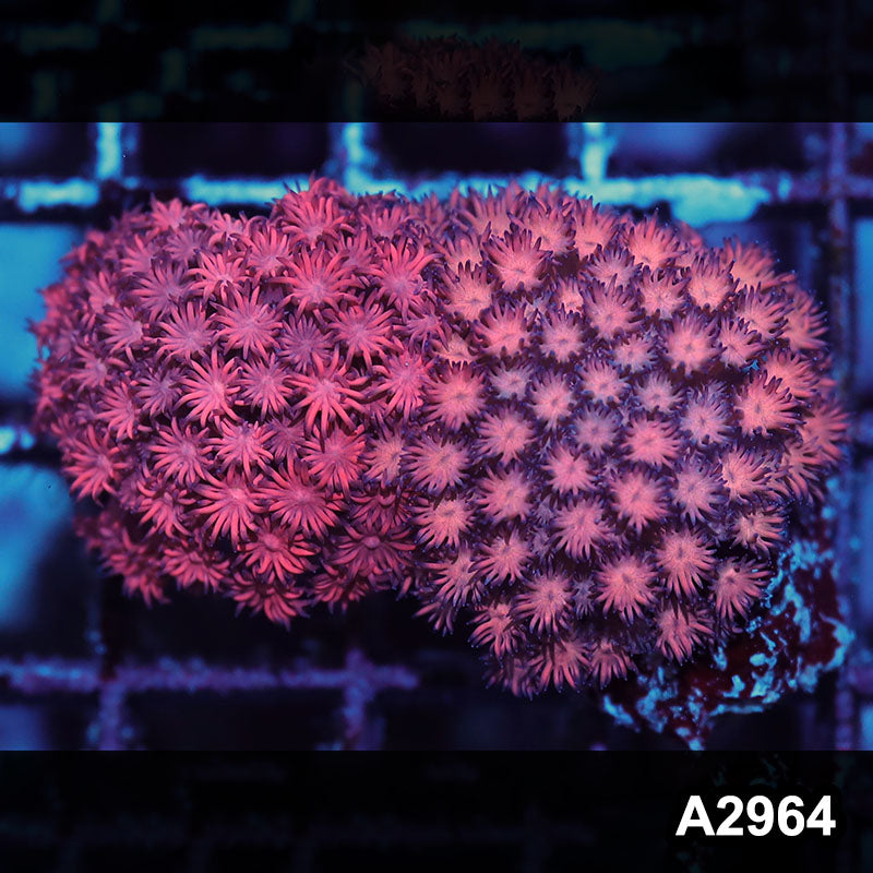 Item#A2964IN2964(S) WYSIWYG Indo Ultra Unique Goniopora Mini Colony