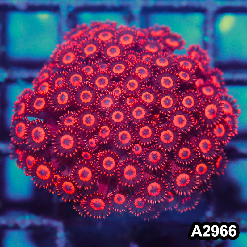 Item#A2966IN2966(S) WYSIWYG Indo Ultra Unique Goniopora Mini Colony