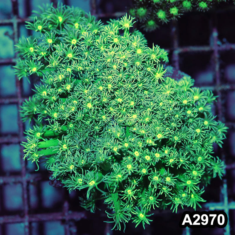 Item#A2970IN2970(M) WYSIWYG Indo Ultra Goniopora Mini Colony