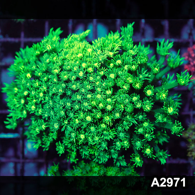 Item#A2971IN2971(M) WYSIWYG Indo Ultra Goniopora Colony