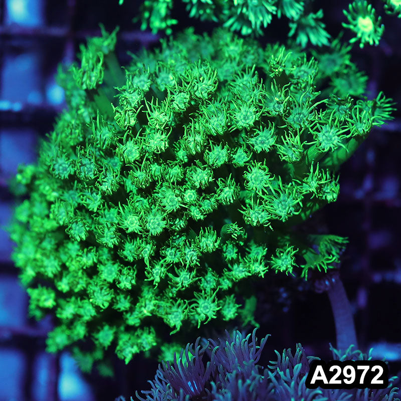 Item#A2972IN2972(S) WYSIWYG Indo Ultra Goniopora Colony