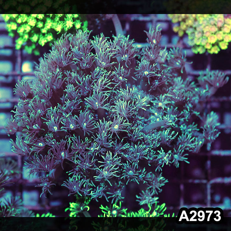 Item#A2973IN2973(M) WYSIWYG Indo Ultra Goniopora Colony