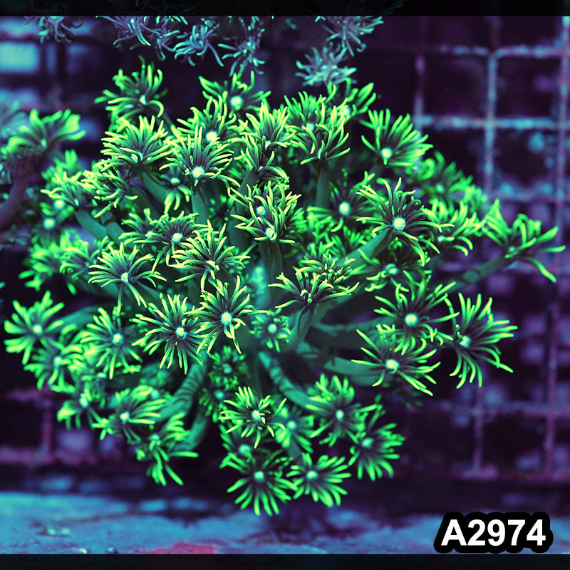 Item#A2974IN2974(M) WYSIWYG Indo Ultra Goniopora Colony
