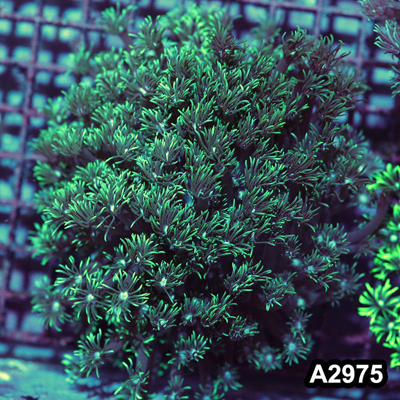 Item#A2975IN2975(L) WYSIWYG Ultra Goniopora Colony