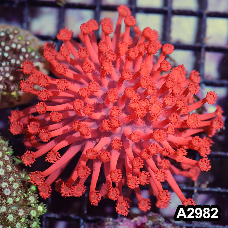 Item#A2982IN2982(M) WYSIWYG Indo Ultra Unique Goniopora Colony