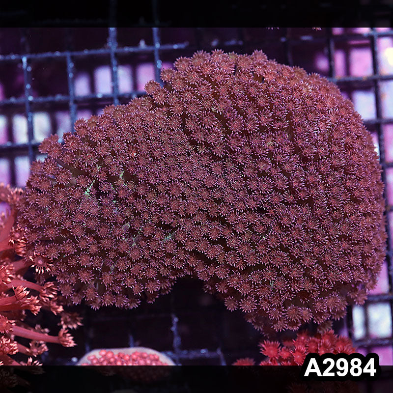 Item#A2984IN2984(L) WYSIWYG Indo Ultra Unique Glitter Goniopora Colony