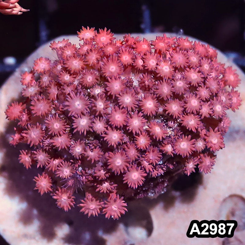 Item#A2987IN2987(S) WYSIWYG Indo Ultra Unique Goniopora Mini Colony