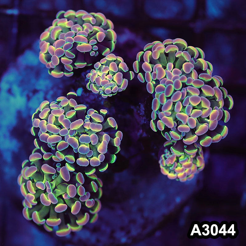 Item#A3044LW3044(M) WYSIWYG Indo Cultured Ultra Rare Jellybean Hologram Branching Hammer 4H Colony