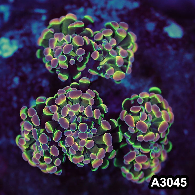 Item#A3045LW3045(M) WYSIWYG Indo Cultured Ultra Rare Jellybean Hologram Branching Hammer 4H Colony
