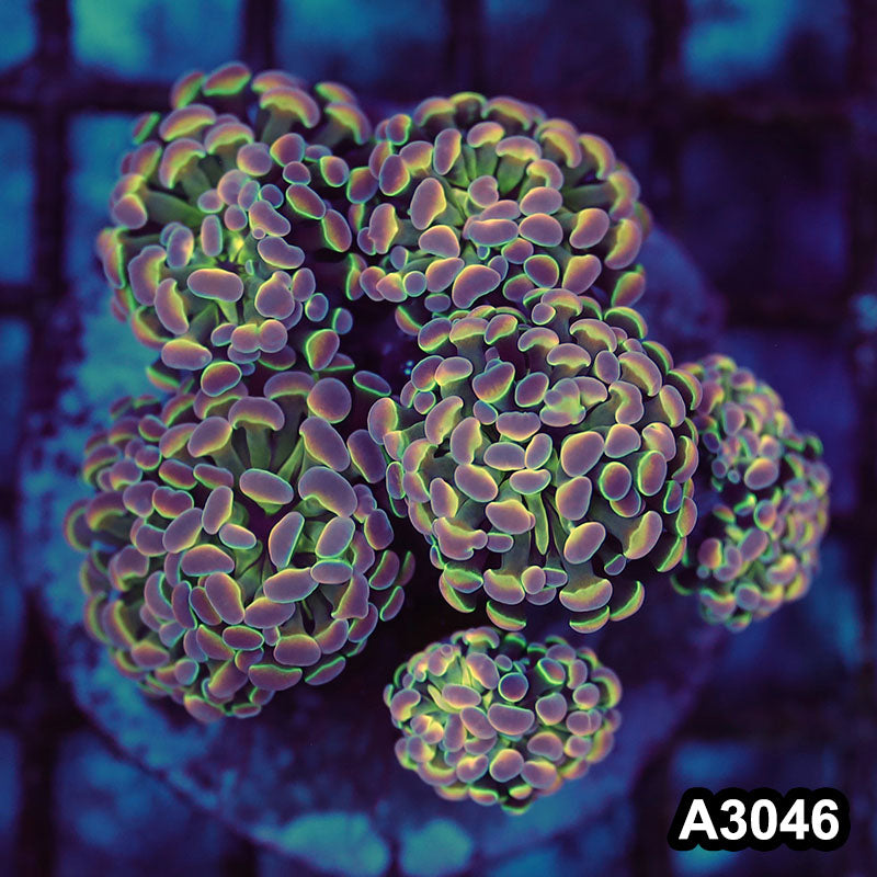 Item#A3046LW3046(M) WYSIWYG Indo Cultured Ultra Rare Jellybean Hologram Branching Hammer 5H Colony