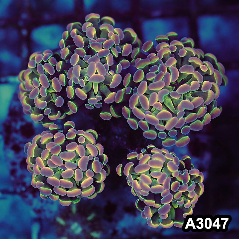 Item#A3047LW3047(M) WYSIWYG Indo Cultured Ultra Rare Jellybean Hologram Branching Hammer 4H Colony
