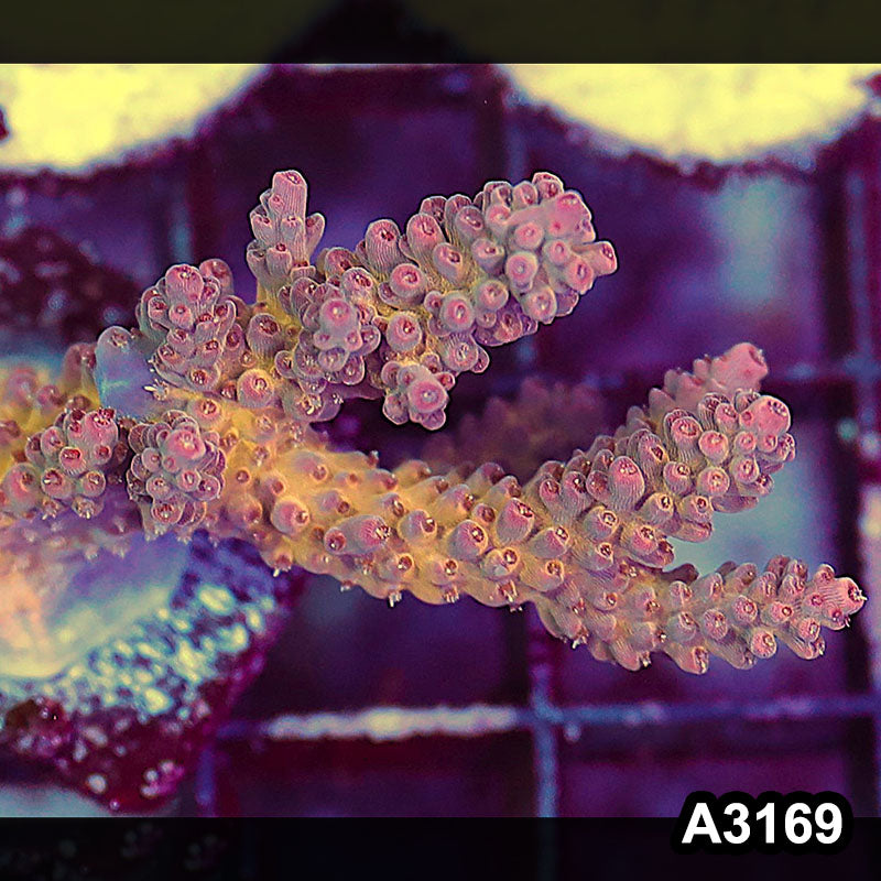 Item#A3169LW3169(M) WYSIWYG Indo Ultra Acropora Frag