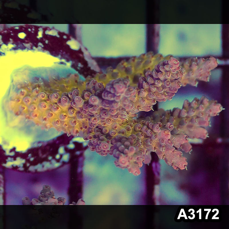Item#A3172LW3172(S) WYSIWYG Indo Ultra Acropora Frag