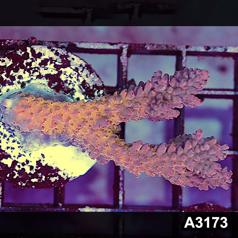 Item#A3173LW3173(S) WYSIWYG Indo Ultra Acropora Frag