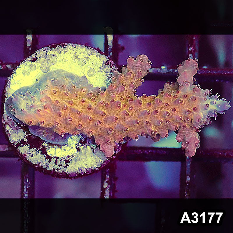 Item#A3177LW3177(S) WYSIWYG Indo Ultra Acropora Frag