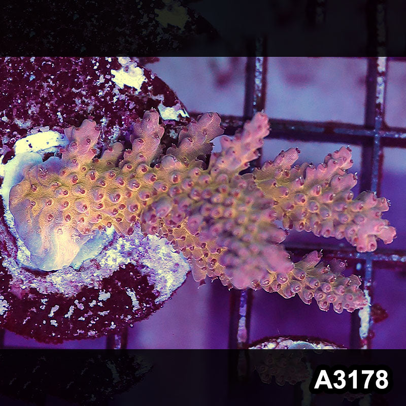 Item#A3178LW3178(S) WYSIWYG Indo Ultra Acropora Frag