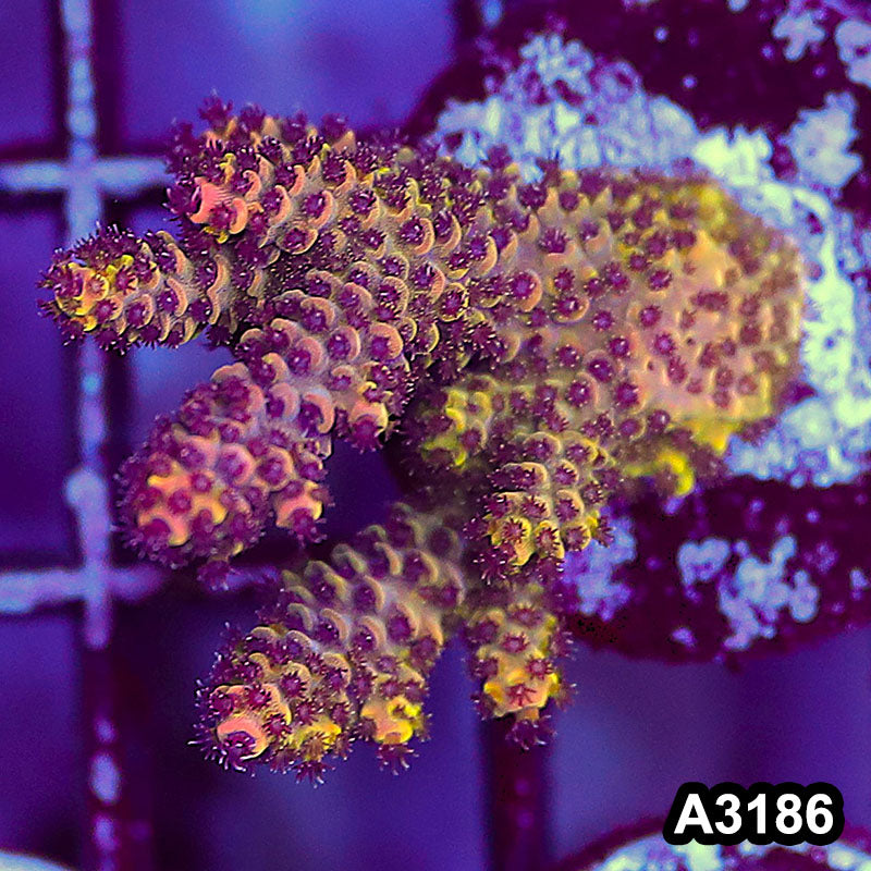 Item#A3186LW3186(M) WYSIWYG Indo Ultra Acropora Frag