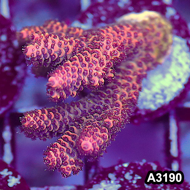 Item#A3190LW3190(M) WYSIWYG Indo Ultra Acropora Frag