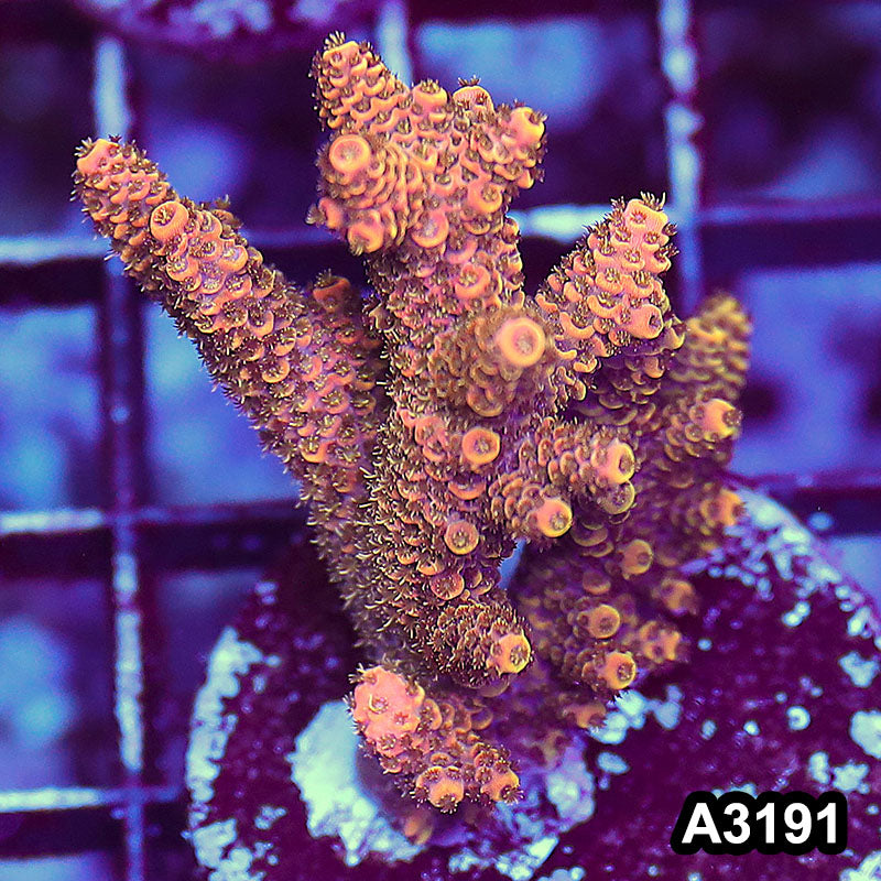 Item#A3191LW3191(M) WYSIWYG Indo Ultra Acropora Frag