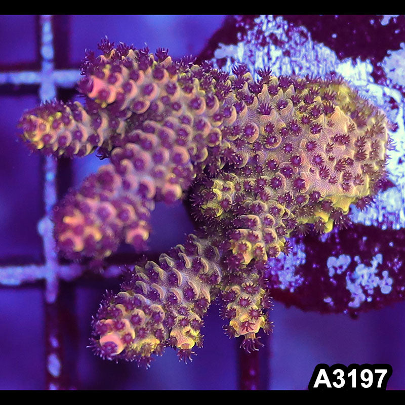 Item#A3197LW3197(M) WYSIWYG Indo Ultra Acropora Frag