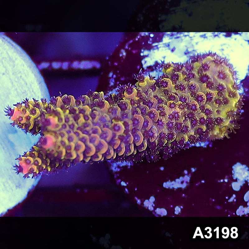 Item#A3198LW3198(S) WYSIWYG Indo Ultra Acropora Frag