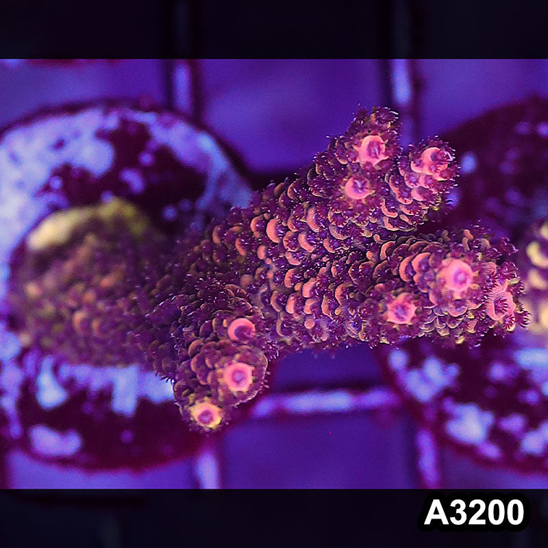 Item#A3200LW3200(S) WYSIWYG Indo Ultra Acropora Frag