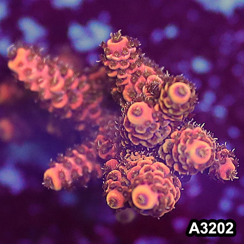 Item#A3202LW3202(M) WYSIWYG Indo Ultra Acropora Frag