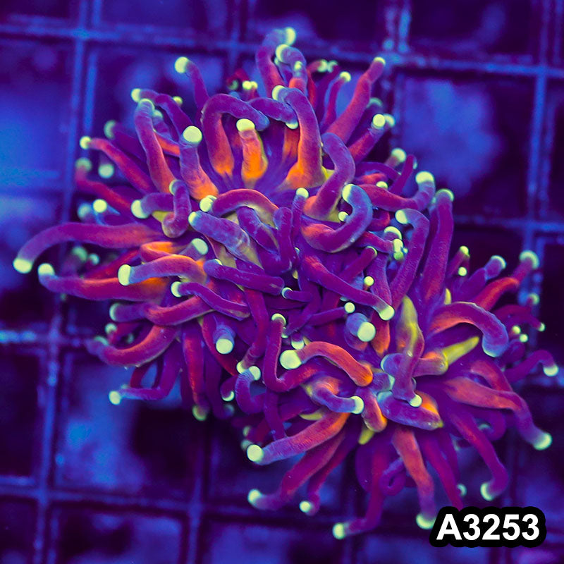 Item#A3253LW3253(S) WYSIWYG Indo Tiger Torch 1H