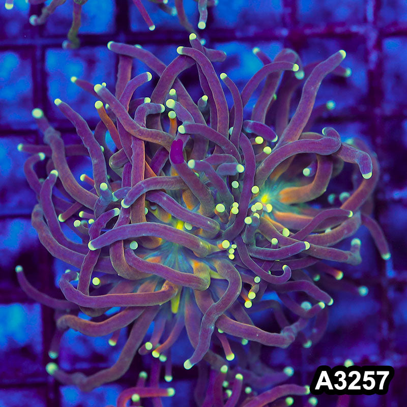 Item#A3257LW3257(S) WYSIWYG Indo Tiger Torch 1H