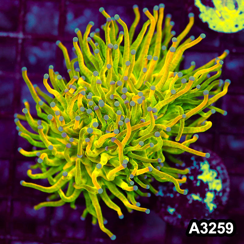 Item#A3259LW3259(M) WYSIWYG Indo Holy Grail Torch 1H