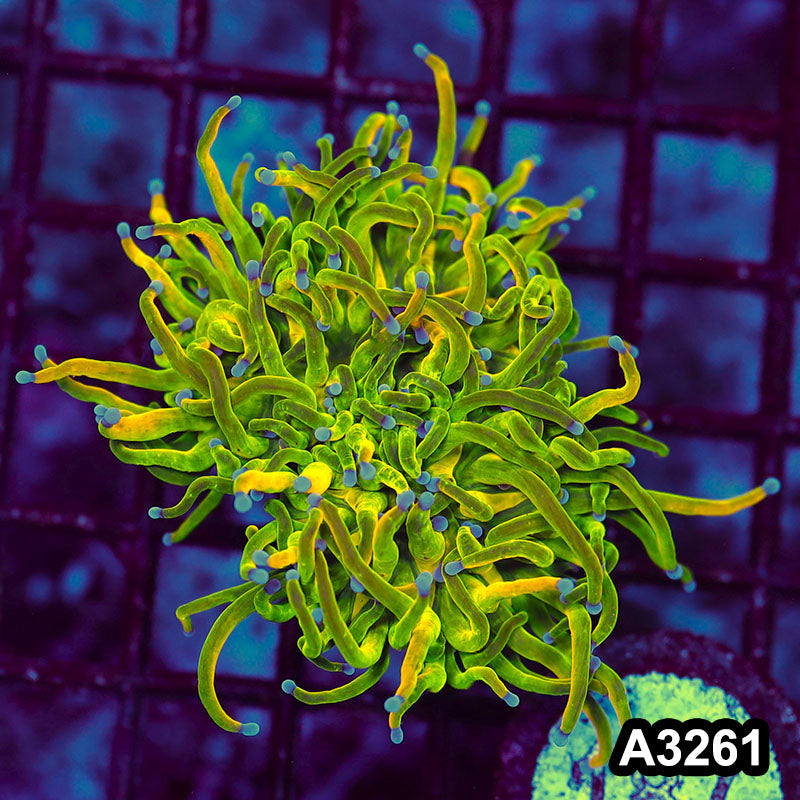 Item#A3261LW3261(M) WYSIWYG Indo Holy Grail Torch 1H