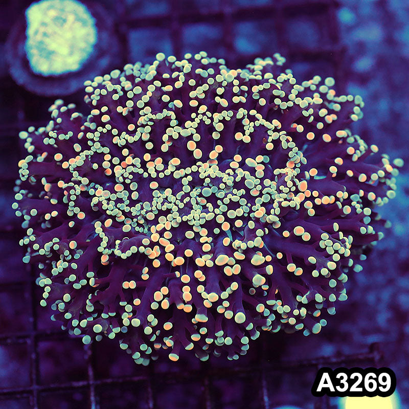 Item#A3269LW3269(M) WYSIWYG Aussie Ultra Unique King Spawn