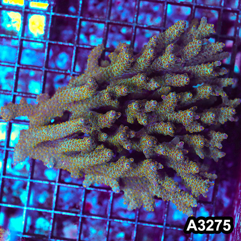 Item#A3275LW3275(L) WYSIWYG Aussie Ultra Acropora Colony